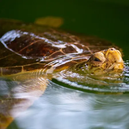 Sasha 2 Villa Ortaca (Mugla)
