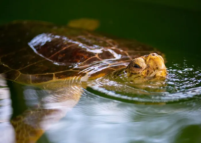 Sasha 2 Вилла Ортаджа